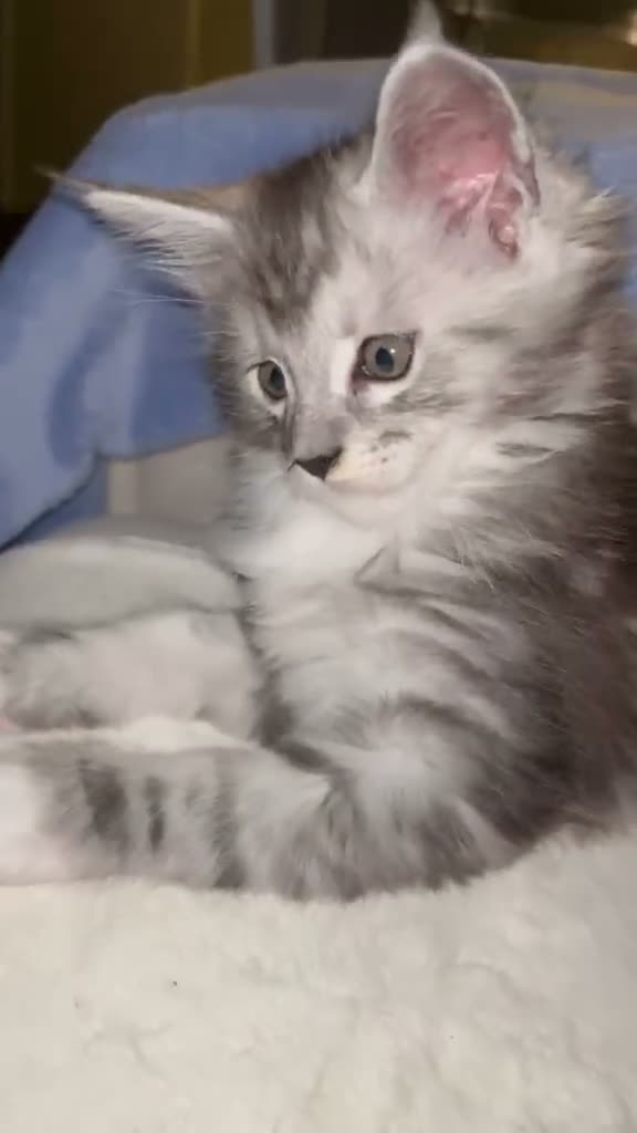 Maine Coon cats for sale: Maine coon stunning silver/blue shaded  - Video 1