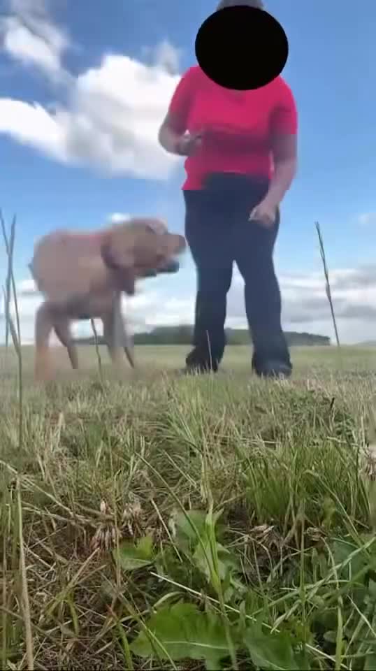 Labrador Retriever dogs for sale: 2 Boys Left red/Yellow KC Labrador puppies  - Video 3