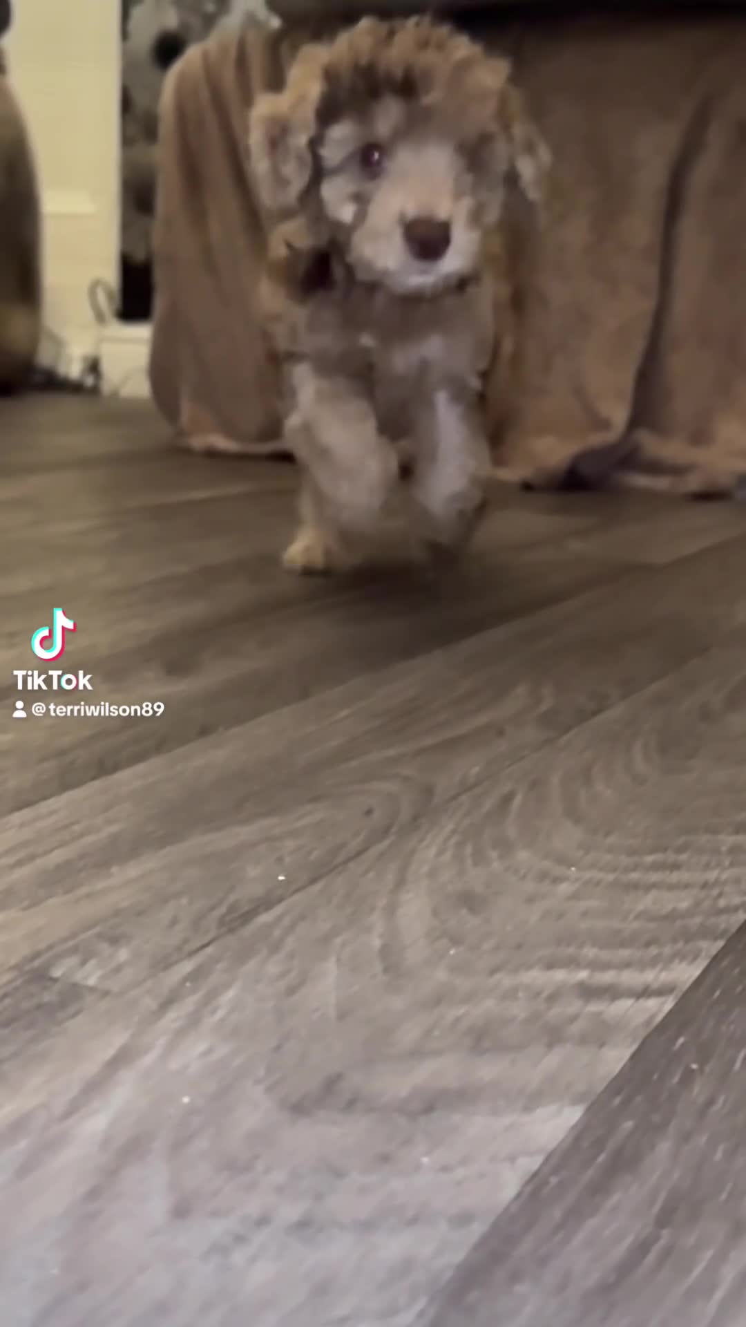 Cockapoo dogs for sale: Miniature Cockapoo Multi Generation  in Darwen - Video 4