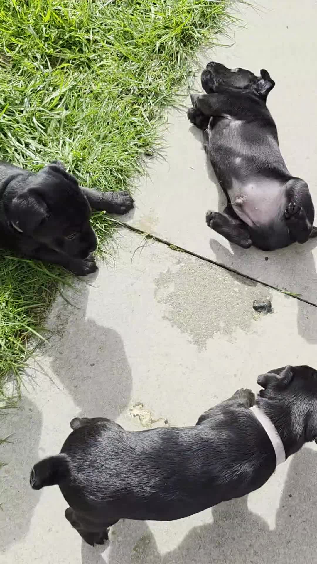 Patterdale Terrier dogs for sale: Patterdale Terrier Puppies  in Derby - Video 3