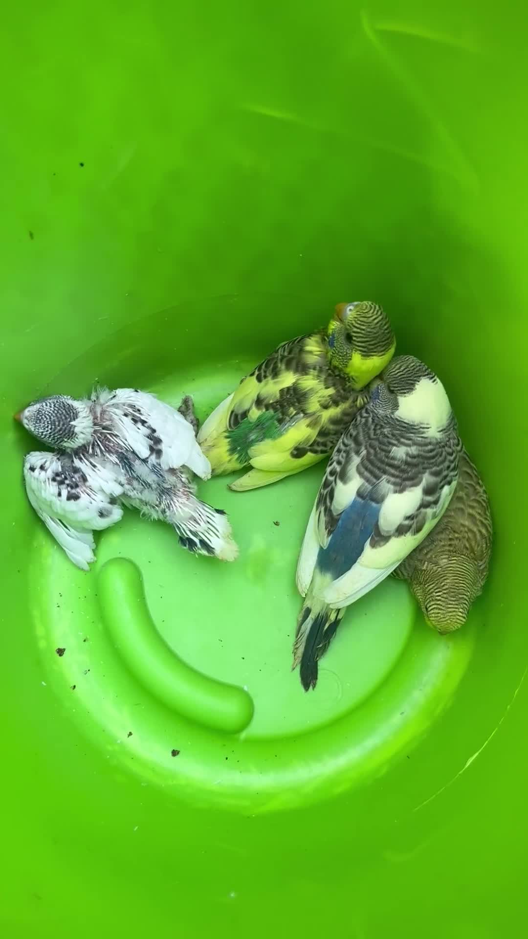 Budgerigars birds for sale: Budgie - Video 2