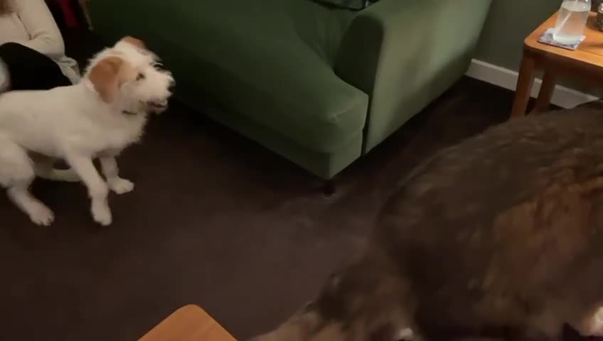 Mixed Breed dogs for sale: Sweet Dorothy looking for her family - Video 1