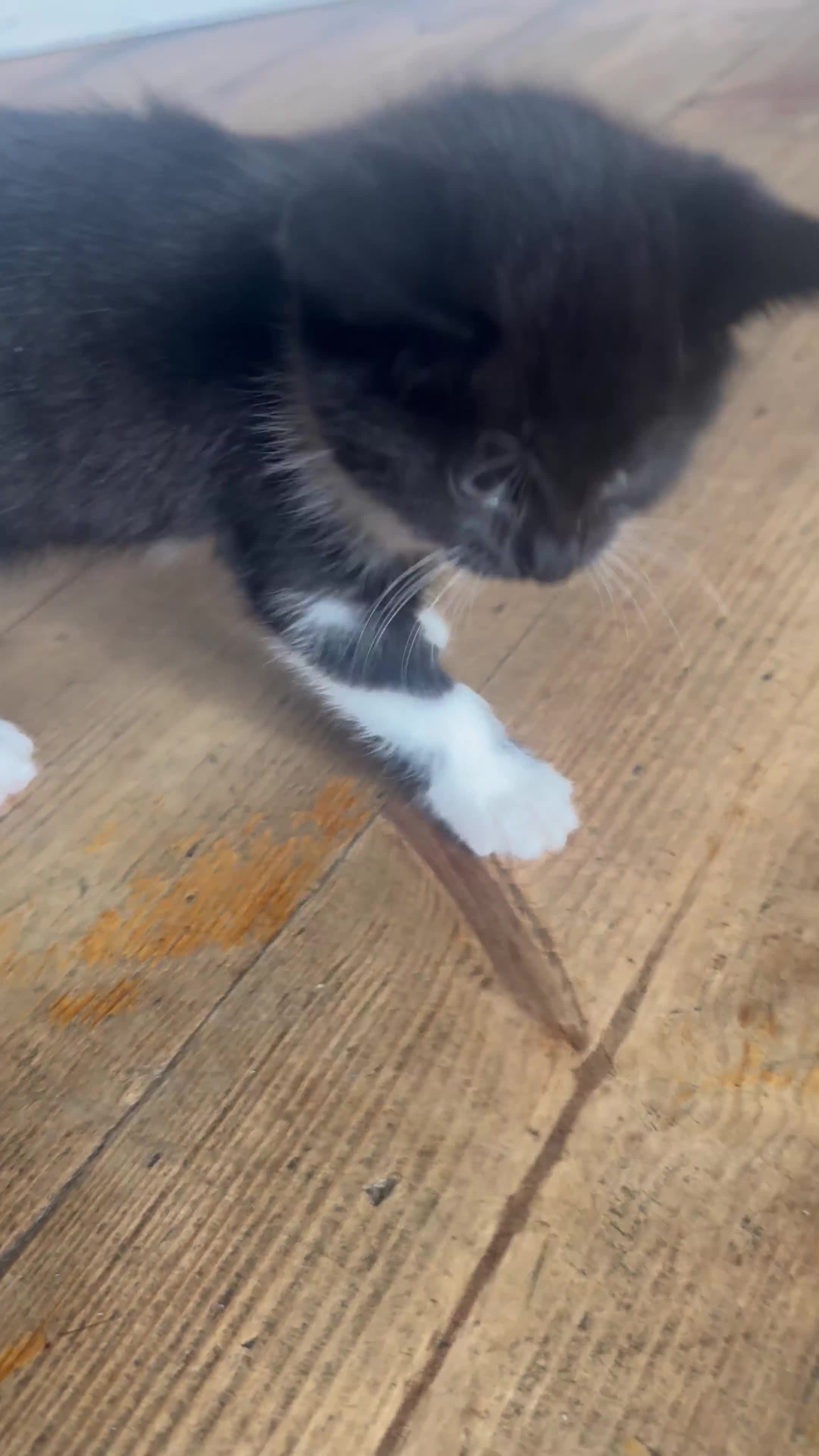 Mixed Breed cats for sale: Stunning litter of 4 - Video 1