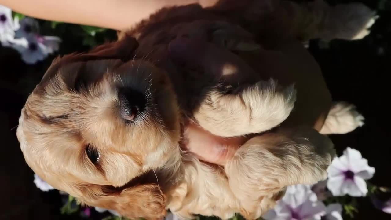 Cockapoo dogs for sale: Health tested: Champion lines  F1 puppies  - Video 2