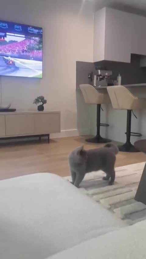 British Shorthair cats for sale: Grey British Shorthair  - Video 1