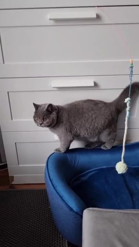 British Shorthair cats for sale: Last Female Ready Too Go GCCF Healthy Pedigree - Video 1