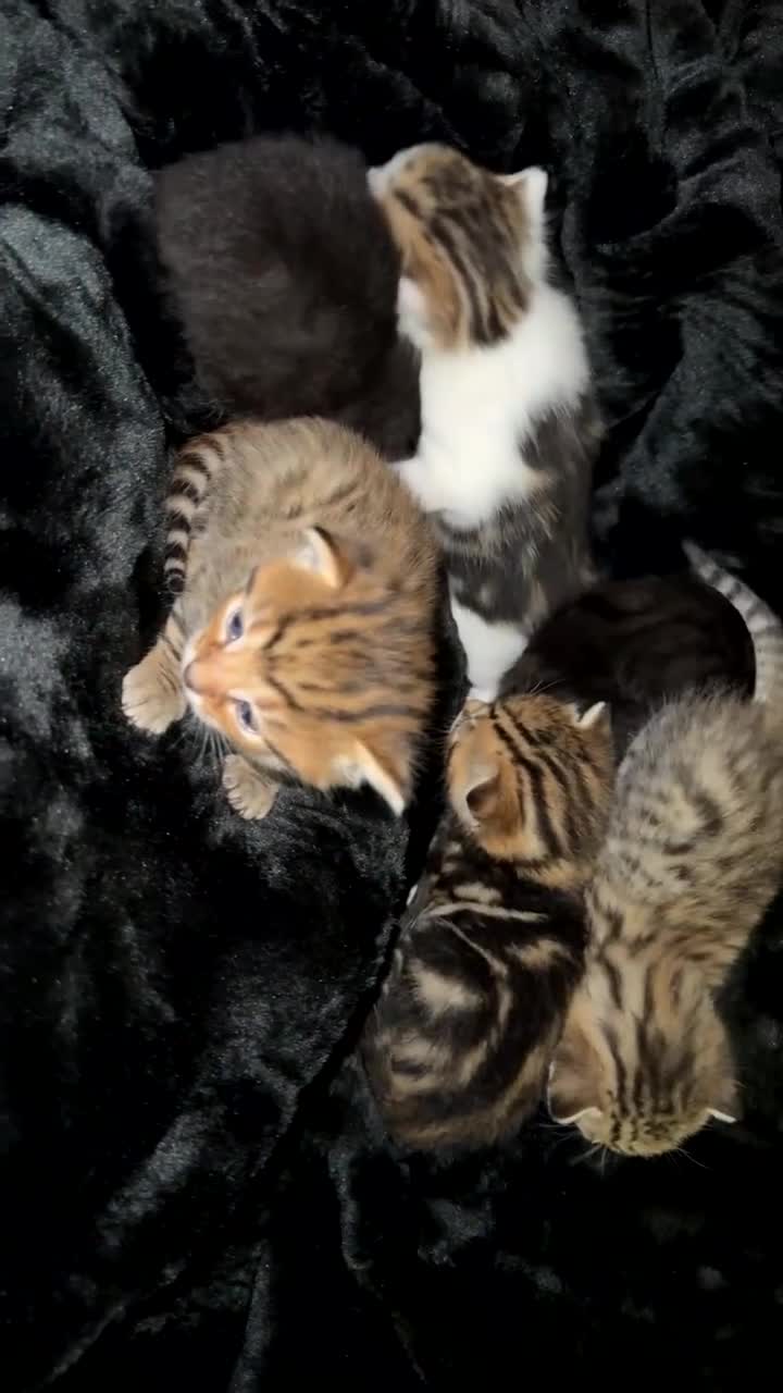 Mixed Breed cats for sale: 6 bengal x tabby cats for sale in Bolton - Video 1