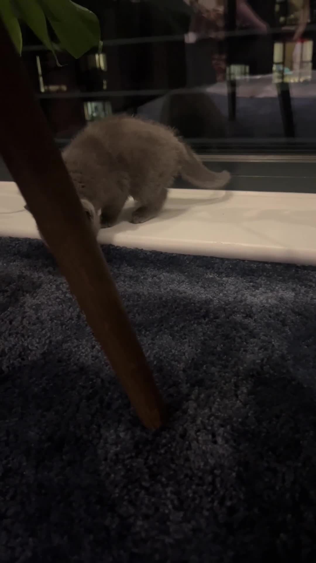 British Shorthair cats for sale: Blue British Shorthair Male - Video 4