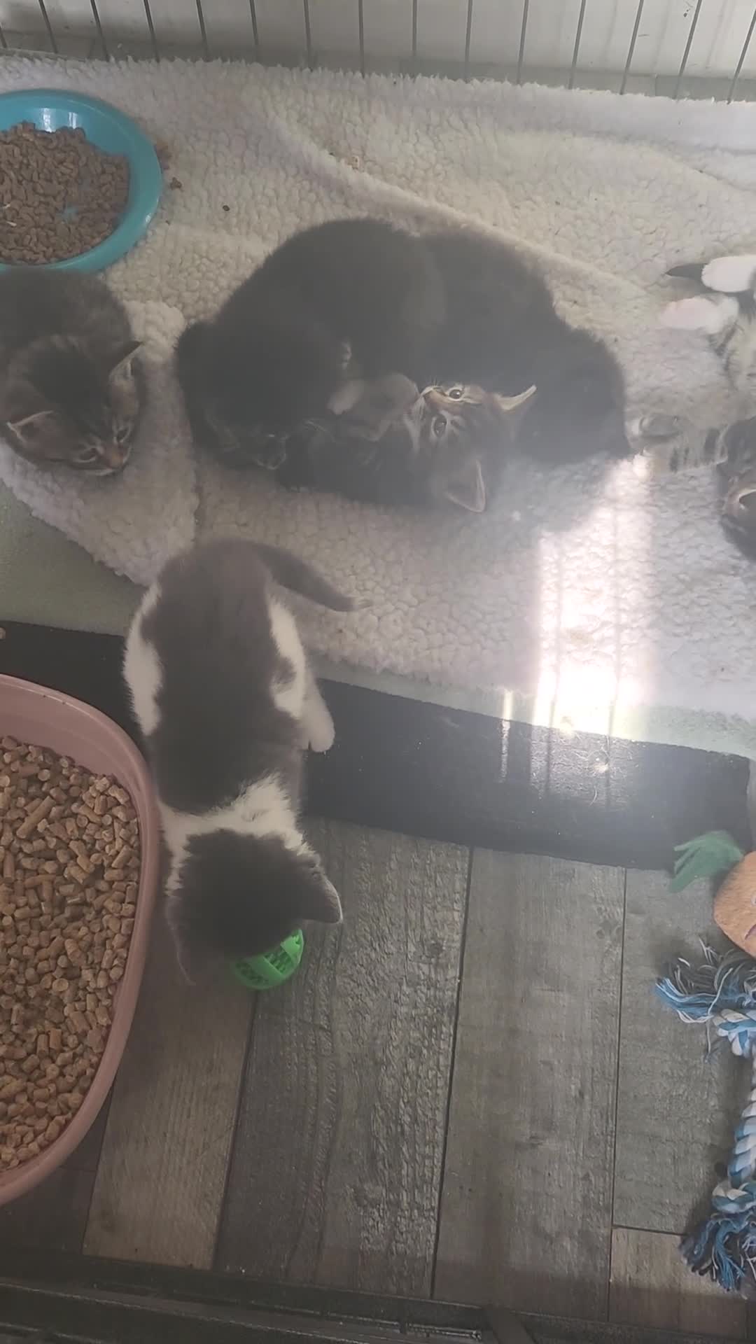 Mixed Breed cats for sale: 3 adorable tabby kittens - Video 1