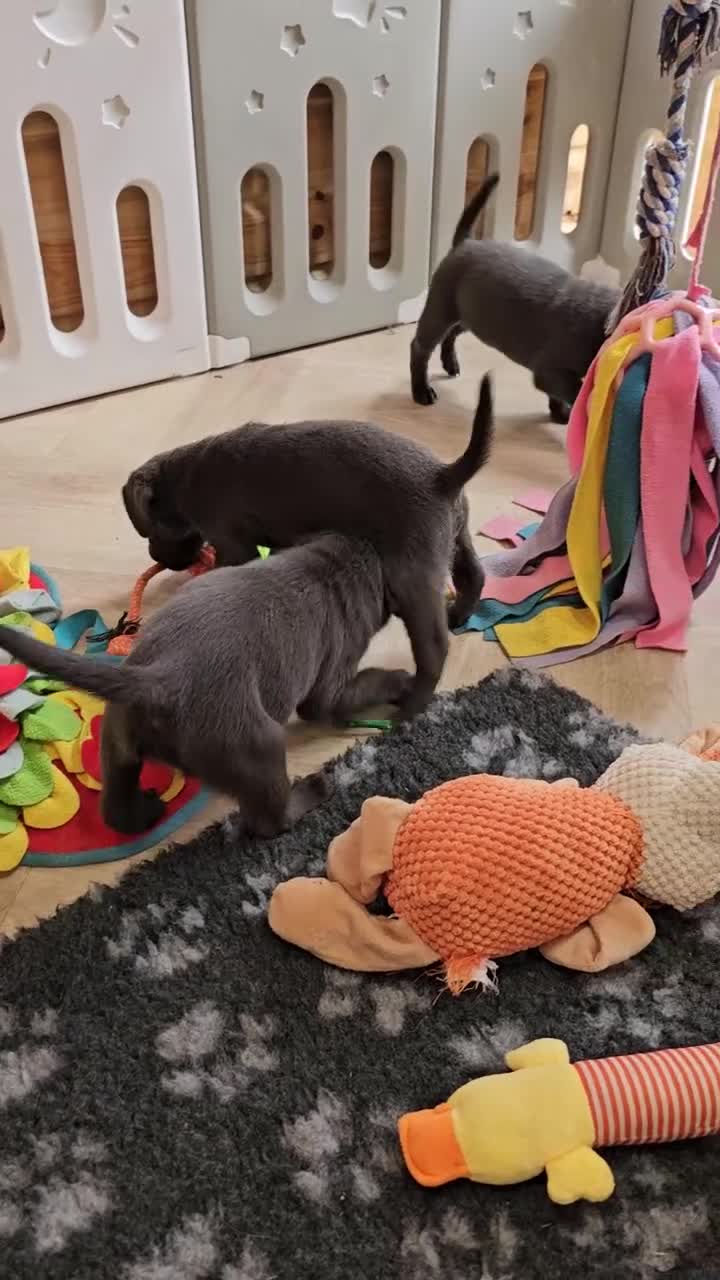 Labrador Retriever dogs for sale: THE LAST 4 KC HEALTH TESTED LABS READY TO NOW.  - Video 4