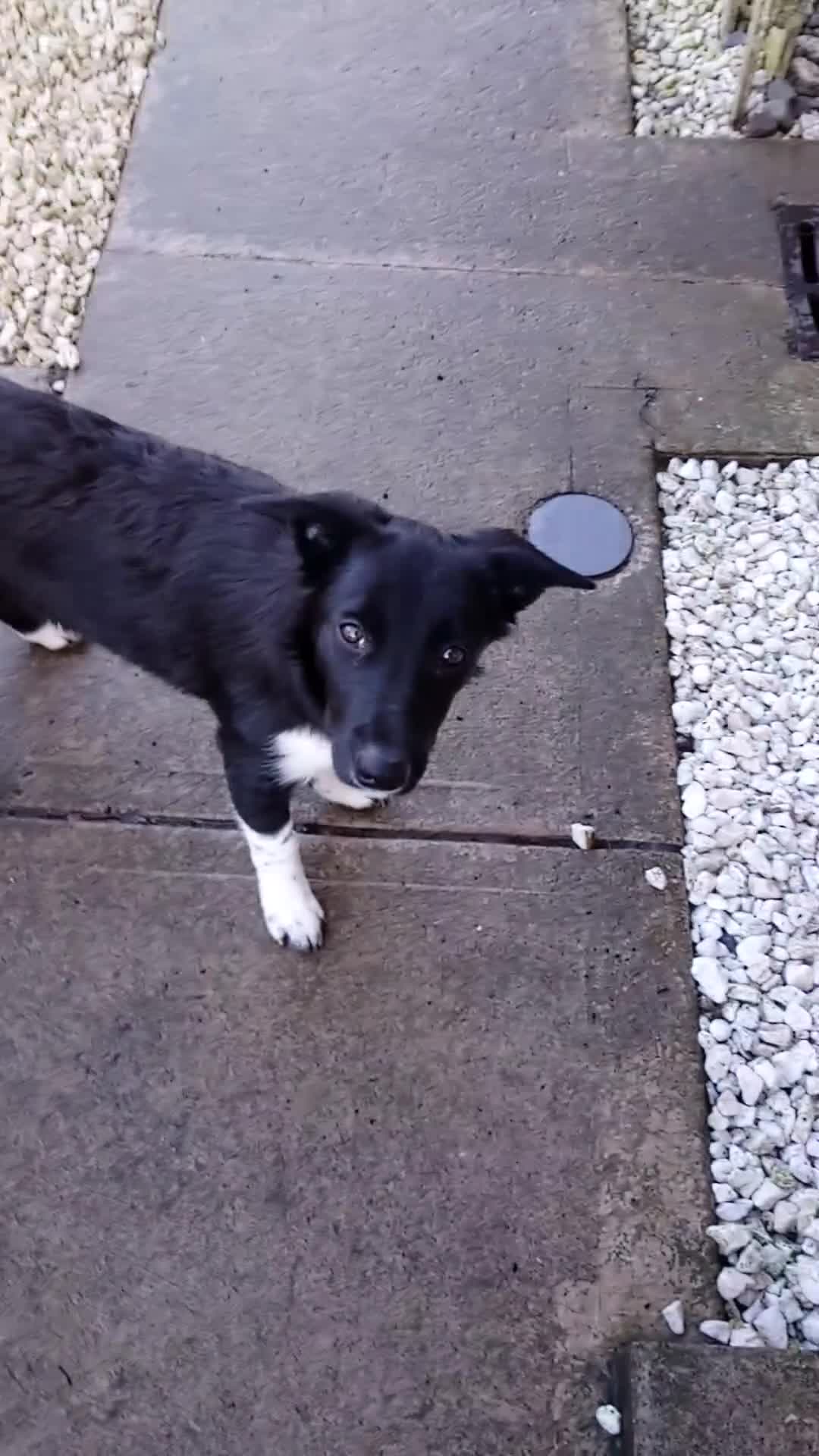 Border Collie dogs for sale: Two Border Collie girls - Video 2