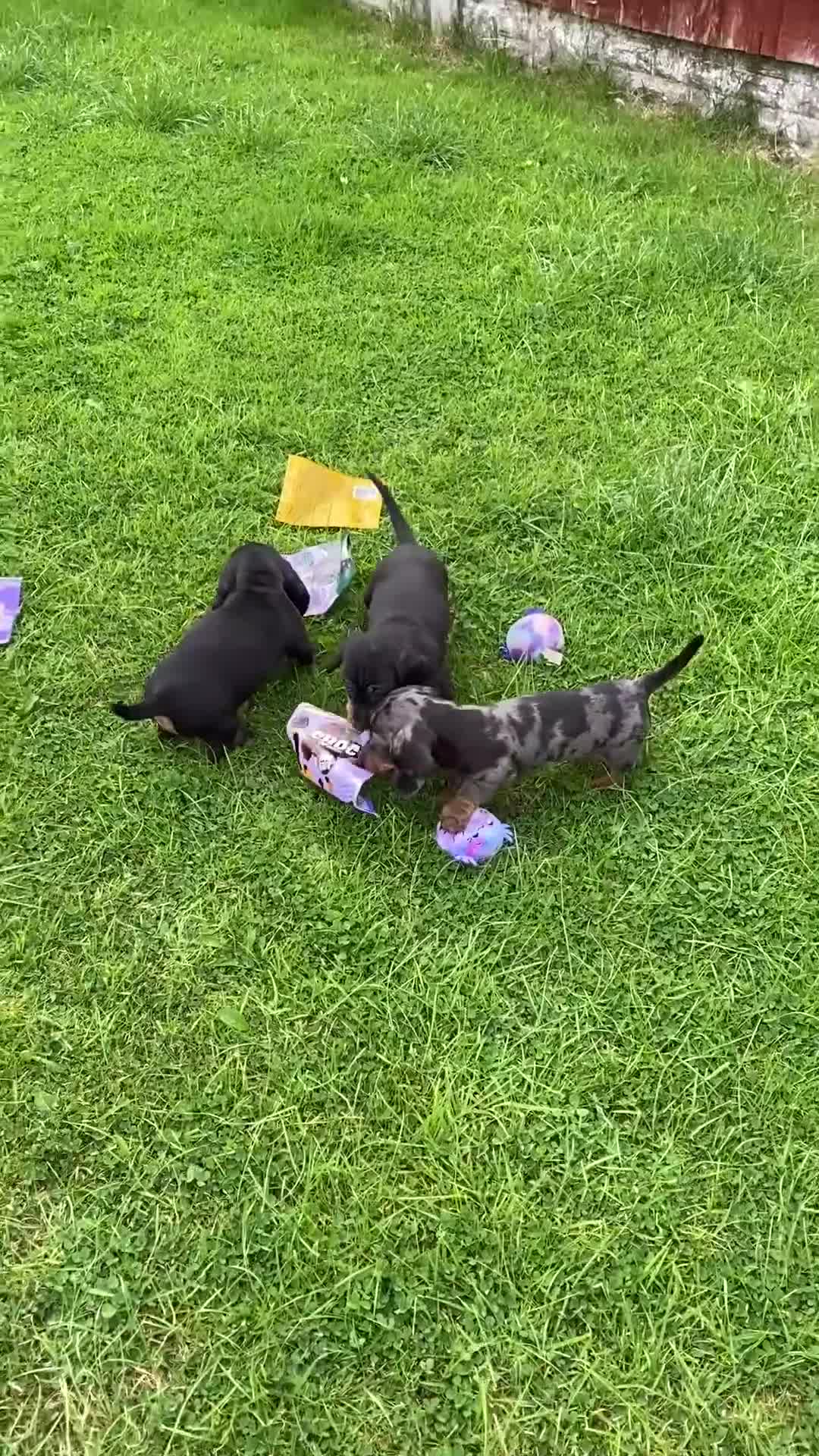 Miniature Dachshund dogs for sale: Stunning Miniature Dachshund Puppies!!! - Video 1