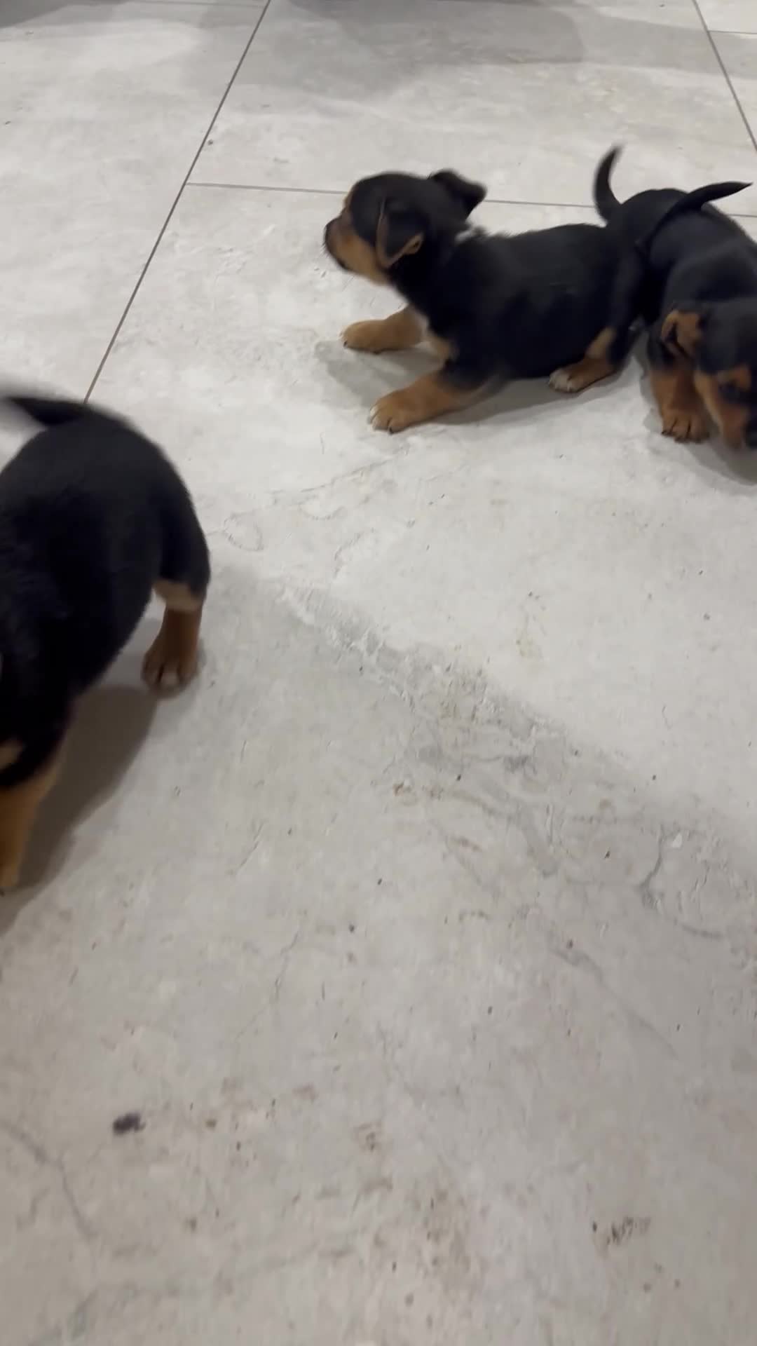 Jack Russell dogs for sale: Black and Tan Short legged Miniture Jack russels  - Video 1