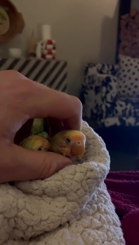 Lovebirds birds for sale: Cuddly hand reared lovebirds in London - Video 1