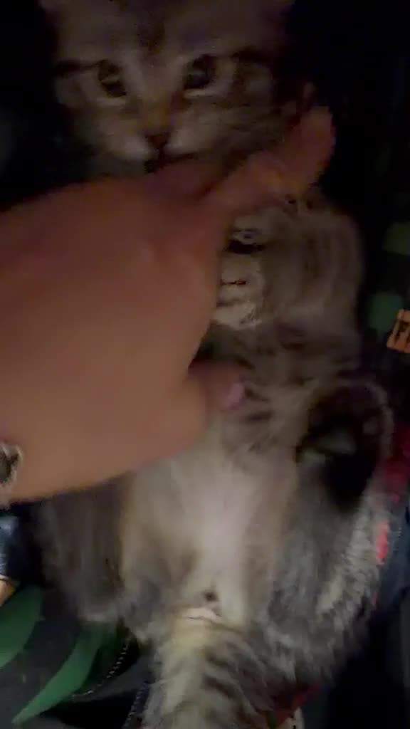 Domestic Shorthair cats for sale: Playful Tabby Kittens Ready - Video 1
