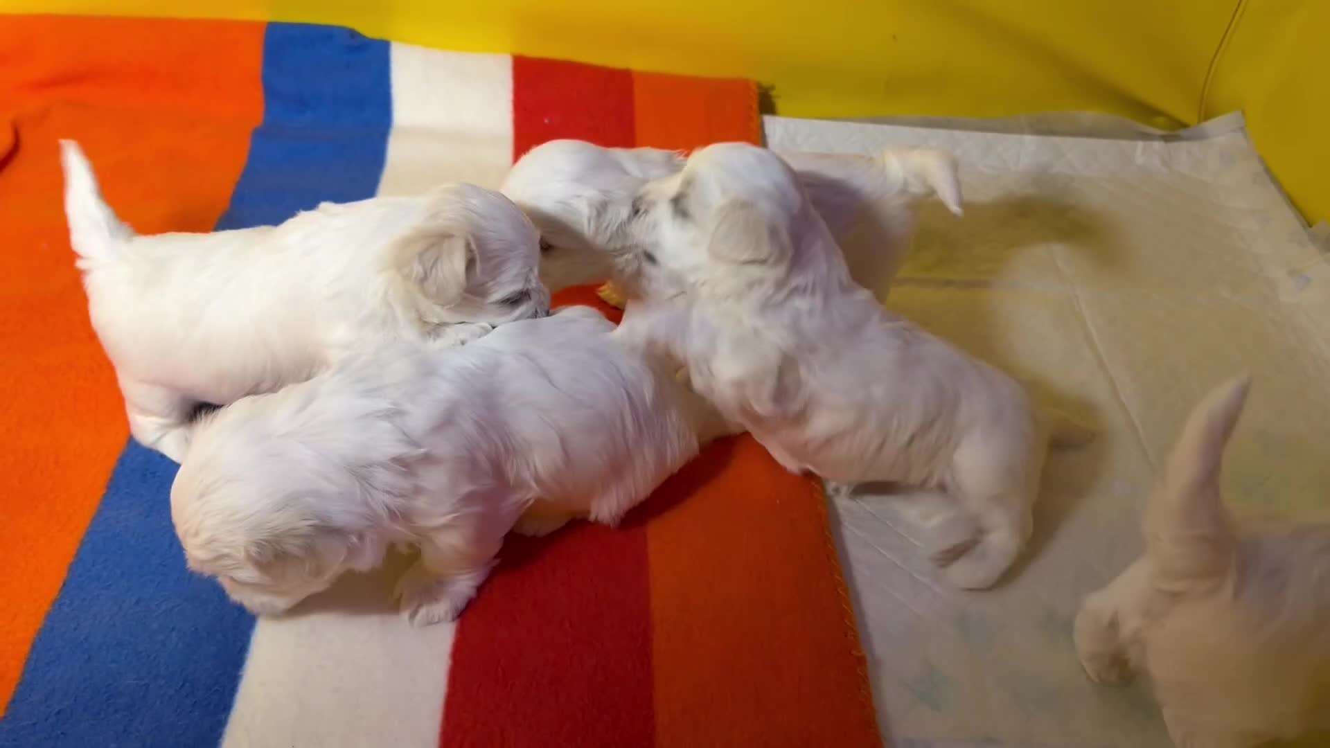 Maltese dogs for sale: Maltese puppy’s  - Video 1