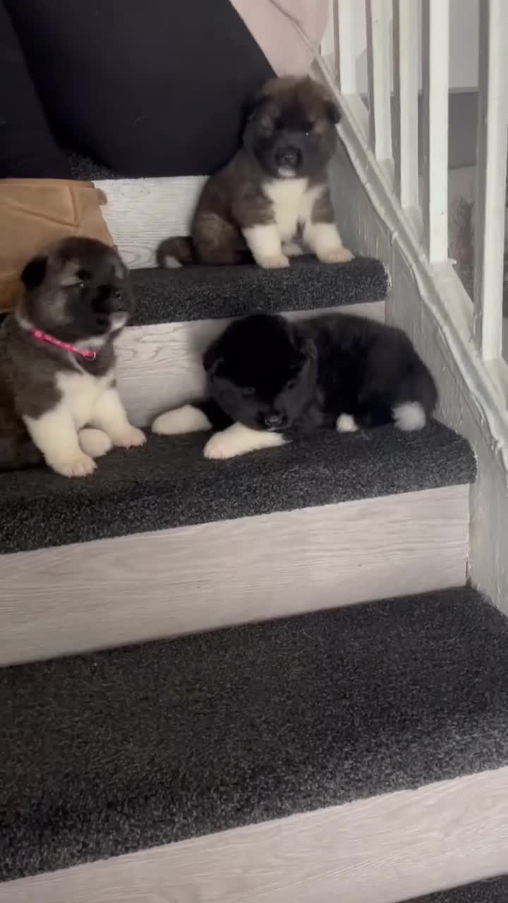 Akita dogs for sale: American akita  - Video 1