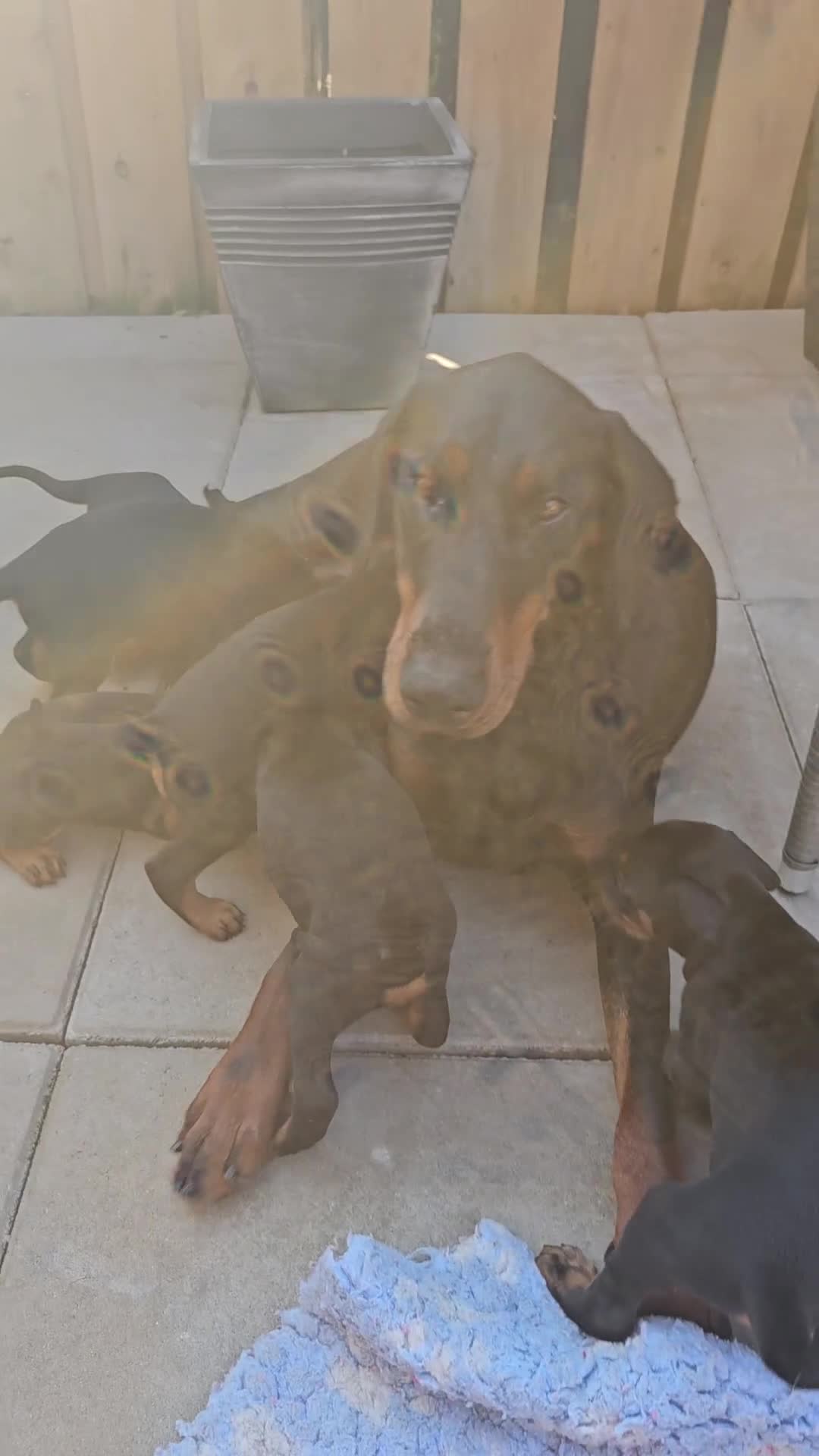 Dobermann dogs for sale: Top quality Dobermann puppies - Video 1