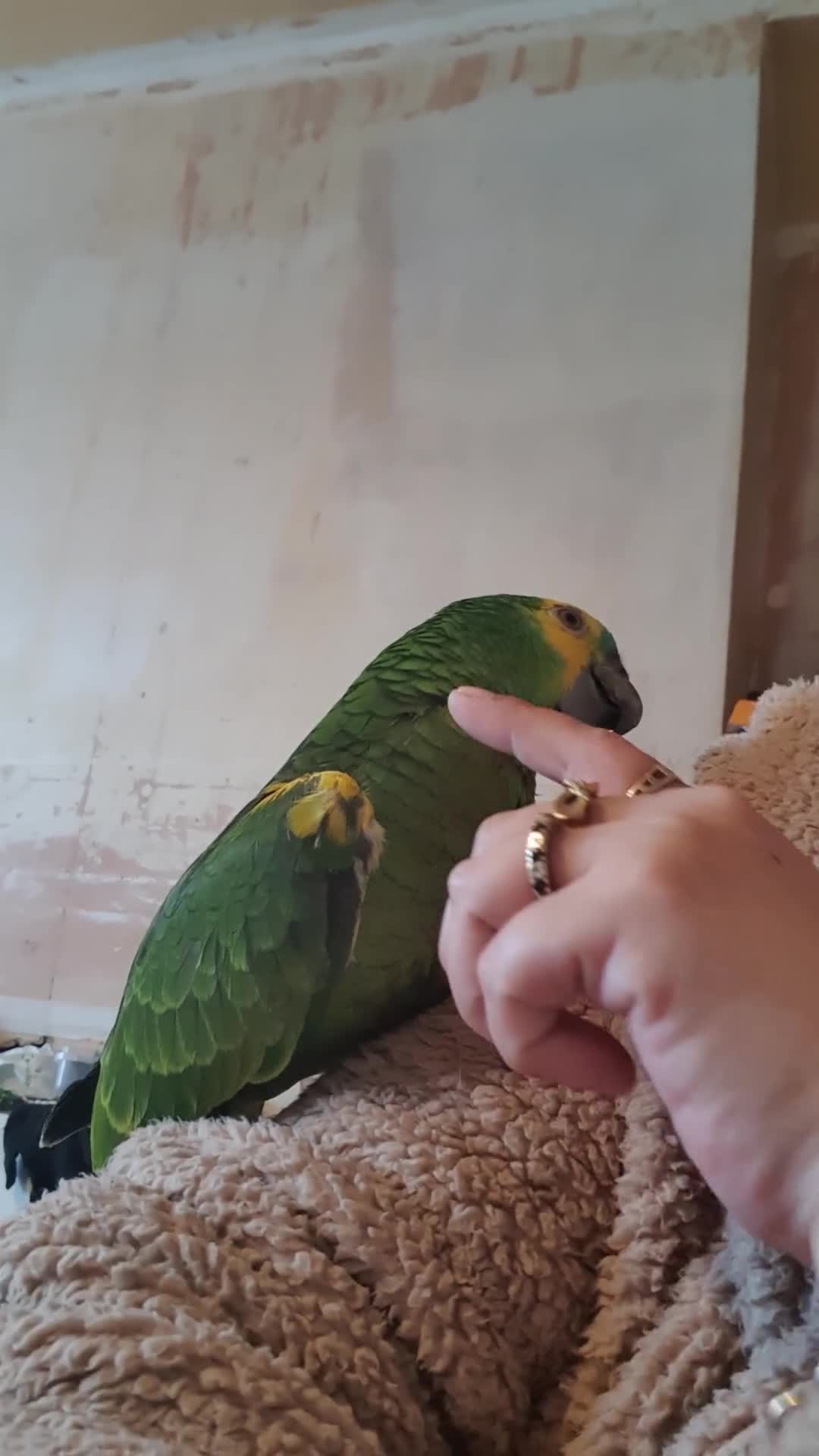 Parrots birds for sale: Blue fronted amazon  - Video 1