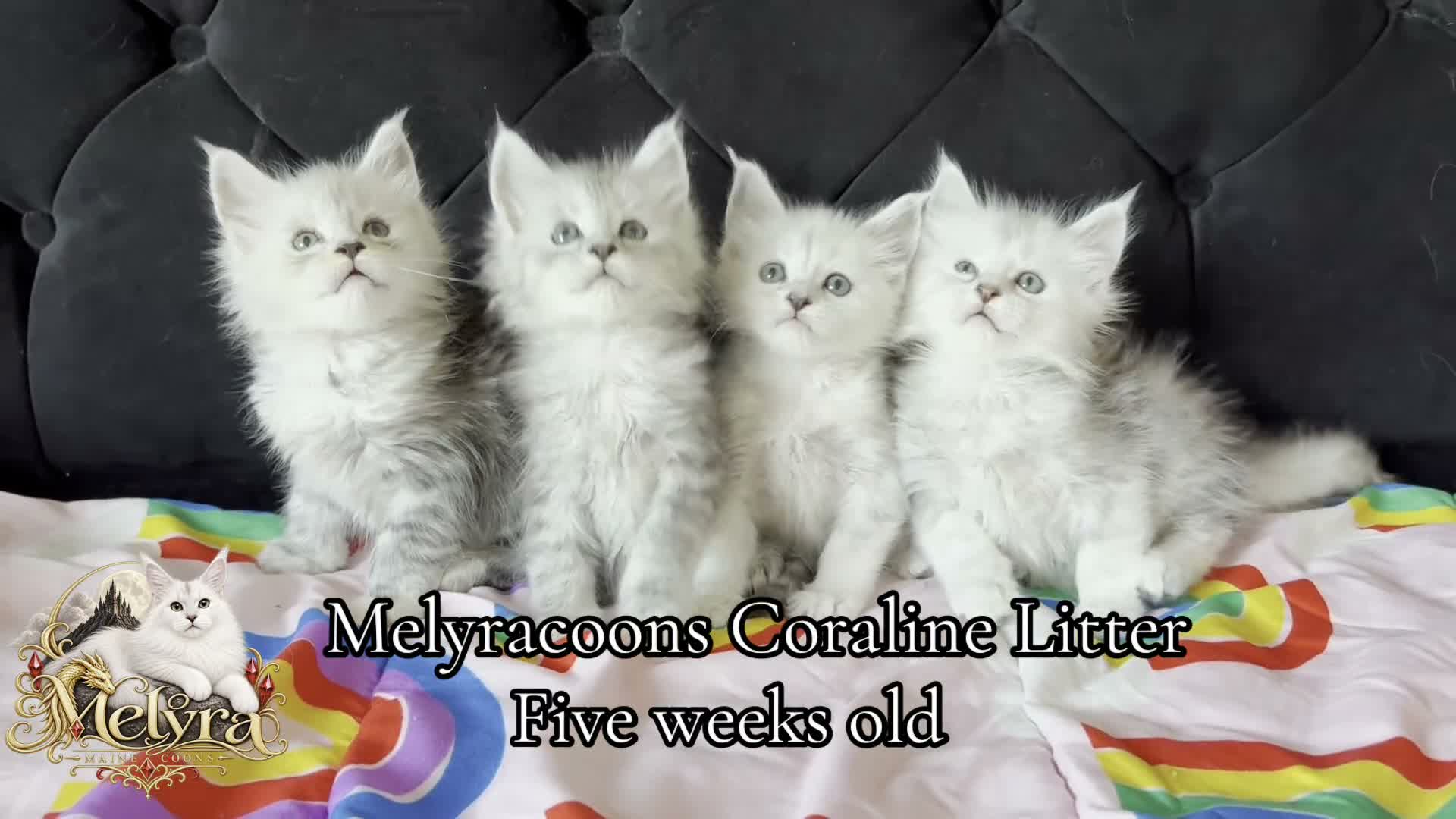 Maine Coon cats for sale: ⭐Mainecoon kittens-Champion lines⭐  - Video 1