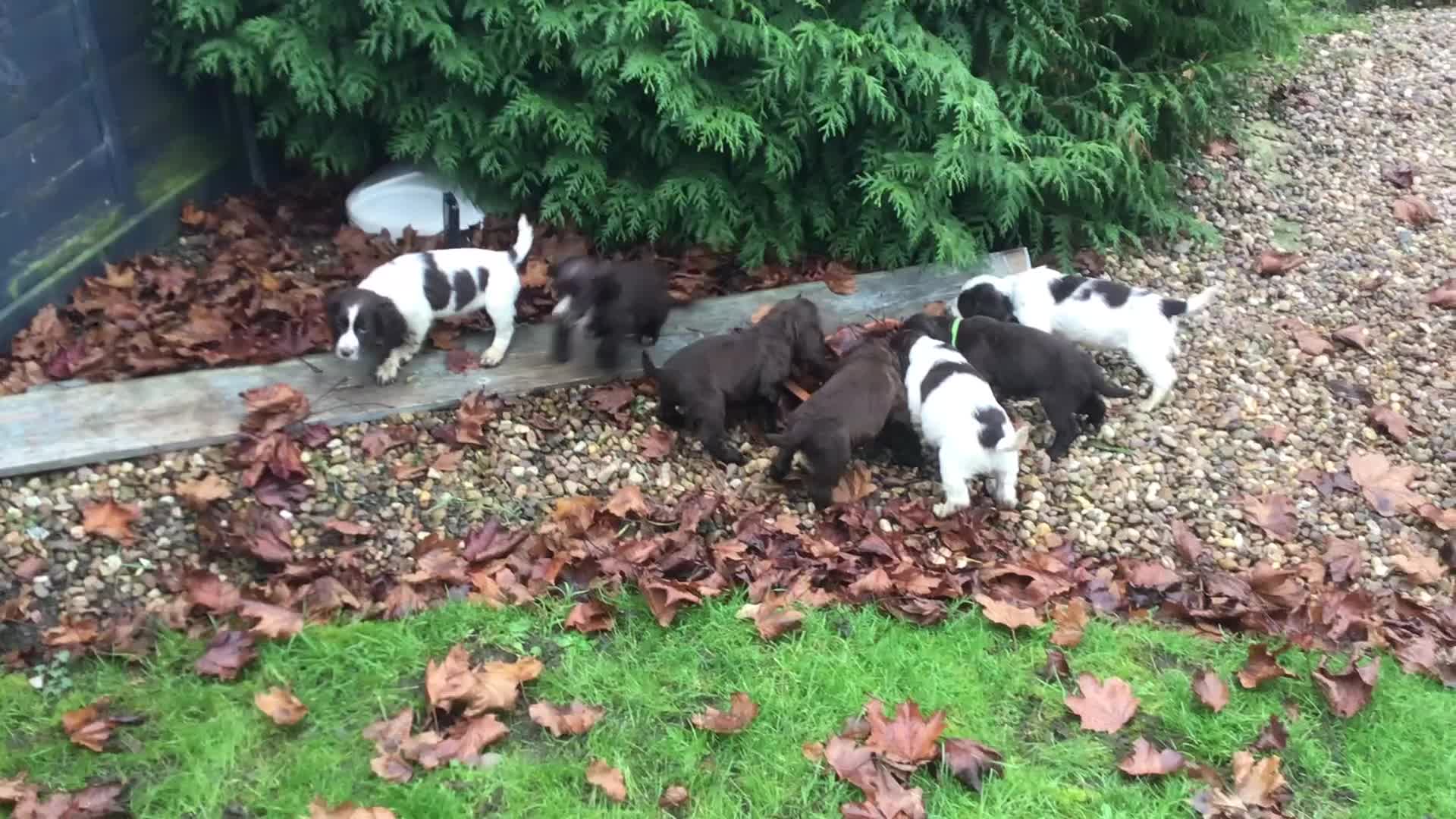 Cocker Spaniel dogs for sale: Working Cocker Spaniel Puppies - Video 2