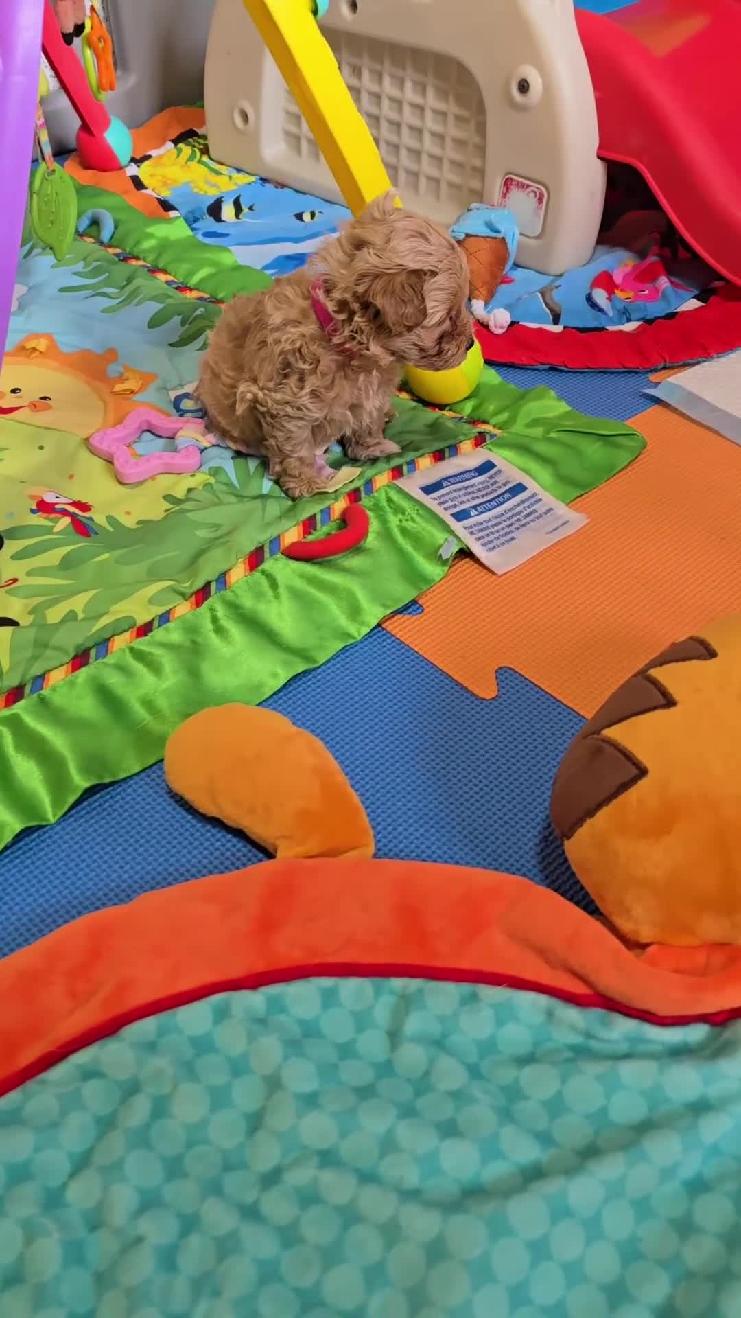 Maltipoo dogs for sale: F1 maltipoo's from health tested parents 1 Girl  - Video 1
