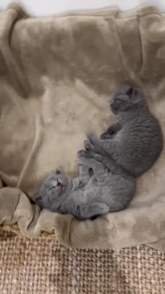 British Shorthair cats for sale: Three British Shorthair kittens - Video 1