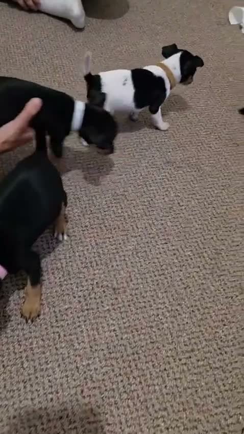 Miniature Pinscher dogs for sale: Stunning Miniature Pinscher Puppies–3Girls & 2Boys - Video 3