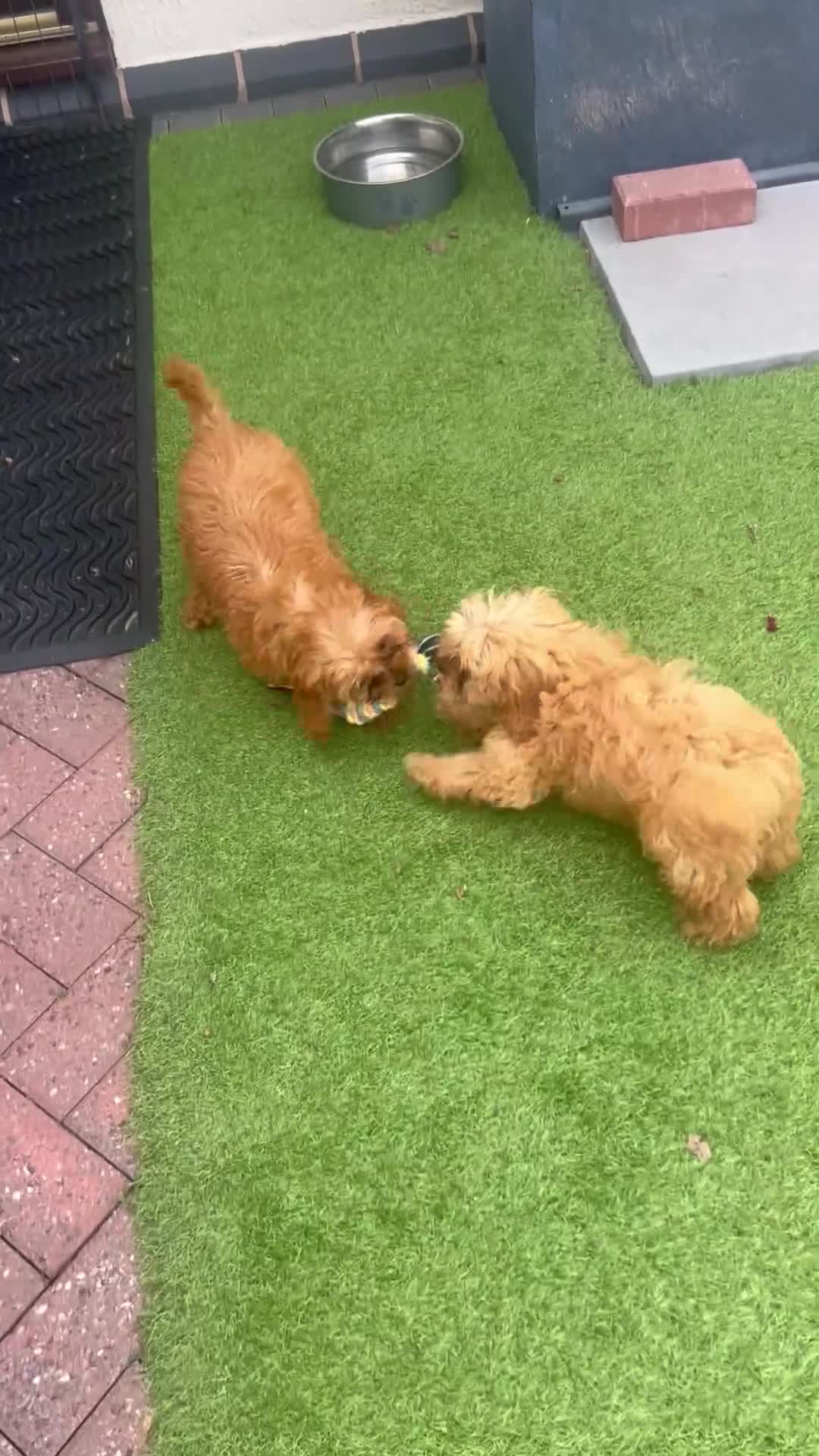 Cavapoo dogs for sale: 2 boys fully vaccinated ready now 💙💙 - Video 1