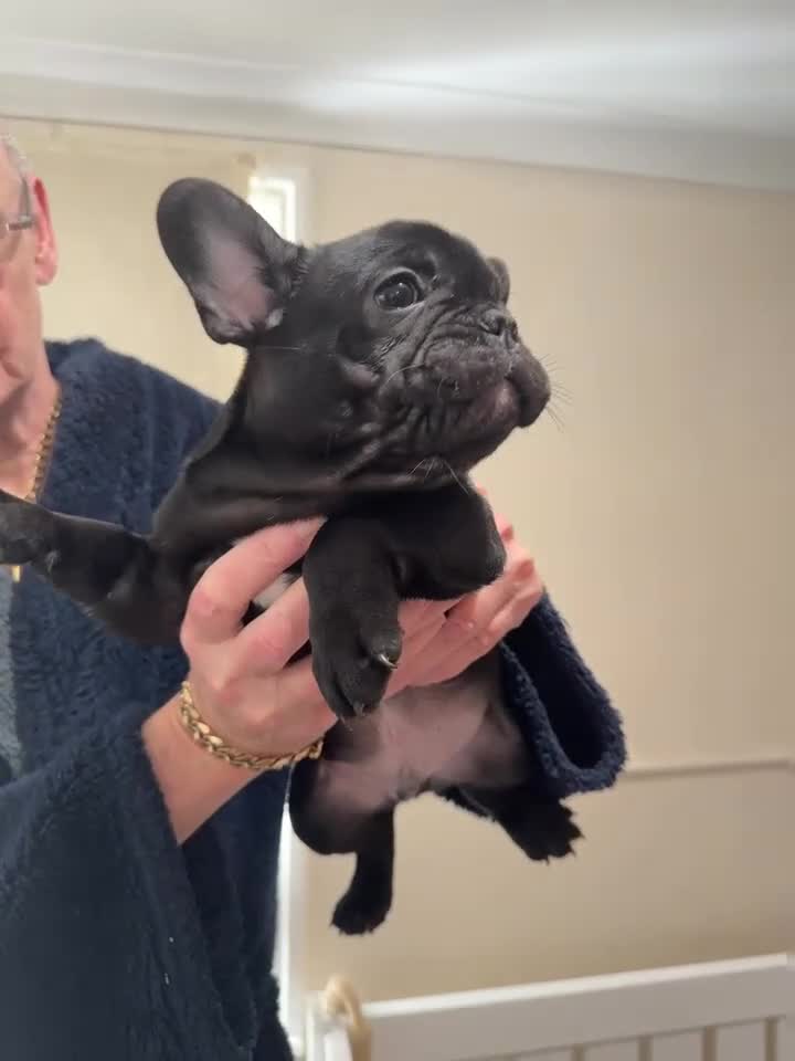 French Bulldog dogs for sale: stunning french bulldogs - Video 1