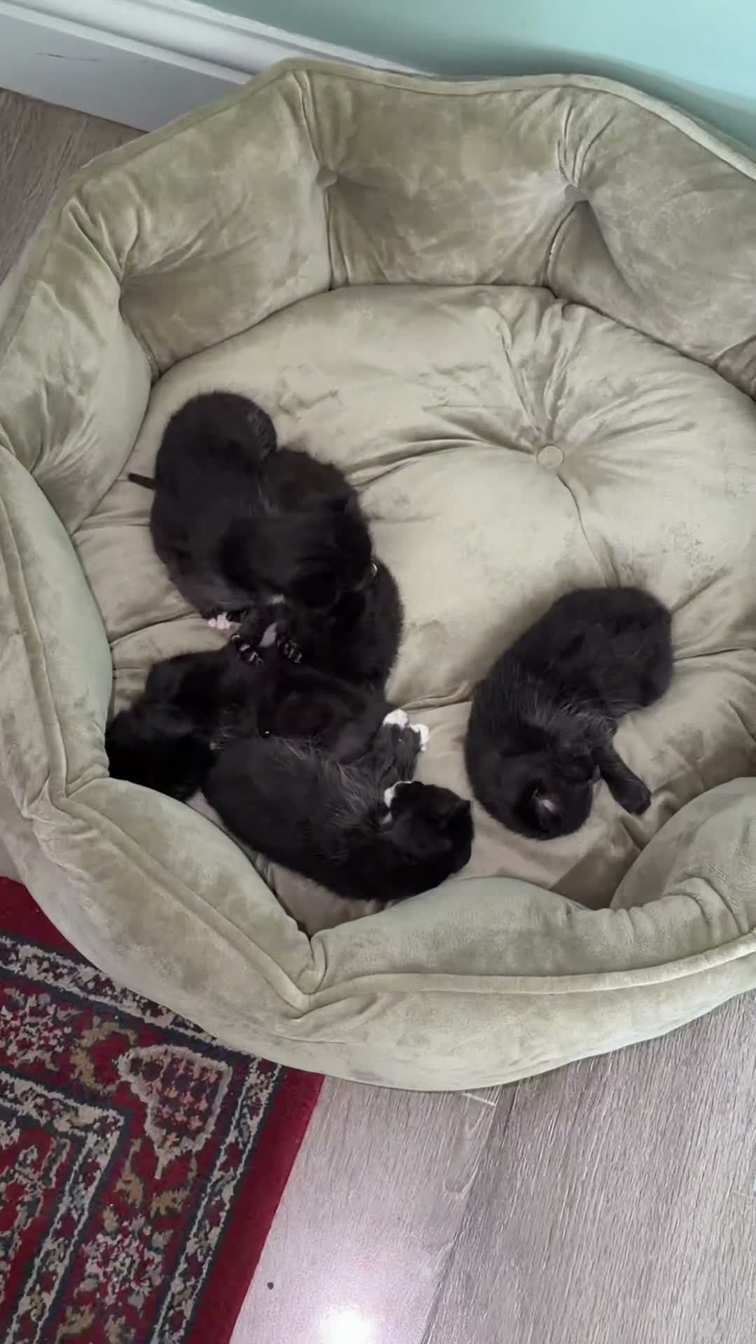Mixed Breed cats for sale: British Shorthair X Domestic Tuxedo Kittens  in London - Video 2