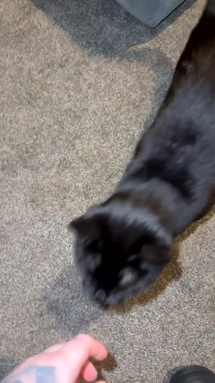 British Shorthair cats for sale: Beautiful female cat - Video 1