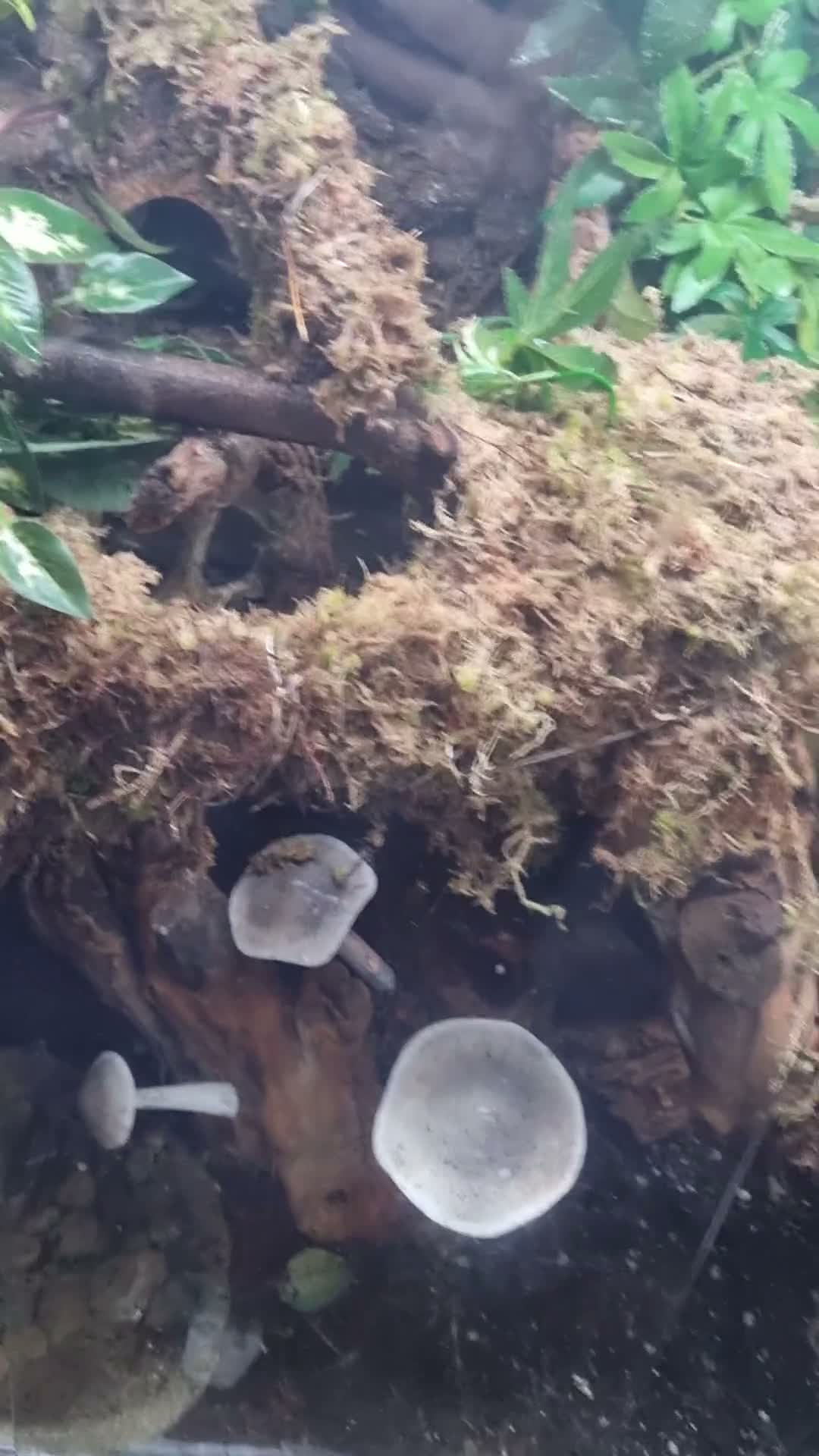 Skink reptiles for sale: Pink tongue skinks - Video 1
