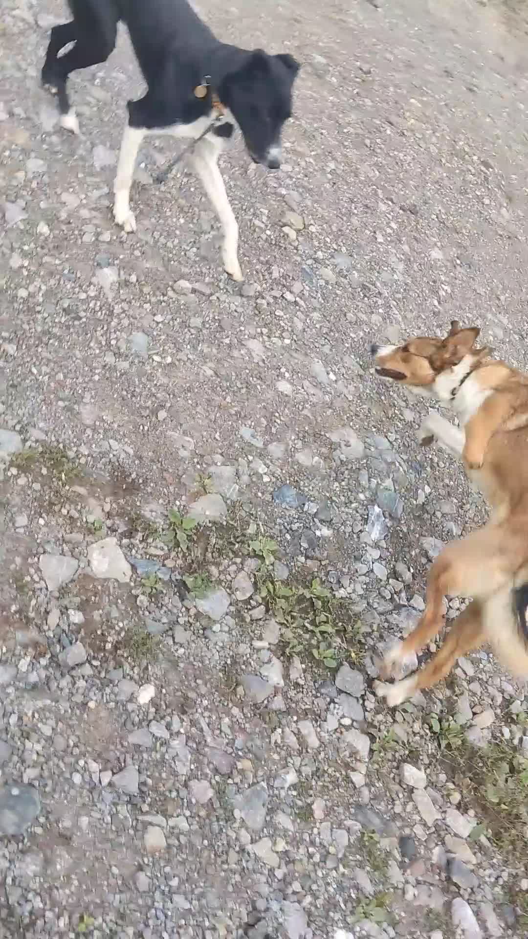 Mixed Breed dogs for sale: Rehoming adult dog - Video 2