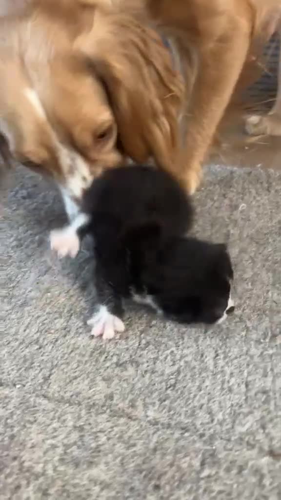 Mixed Breed cats for sale: Gorgeous tri coloured kittens - Video 5