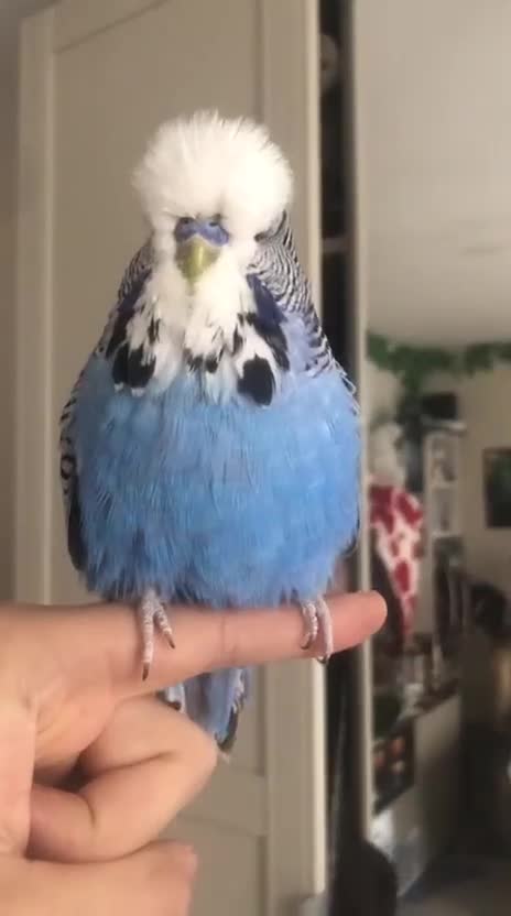 Budgerigars birds for sale: Pair of Tame Exhibition Budgies - Video 1