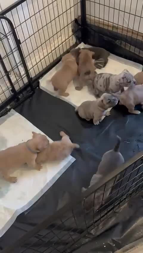 Mixed Breed dogs for sale: Hybrid old tyme bulldog/french  - Video 1