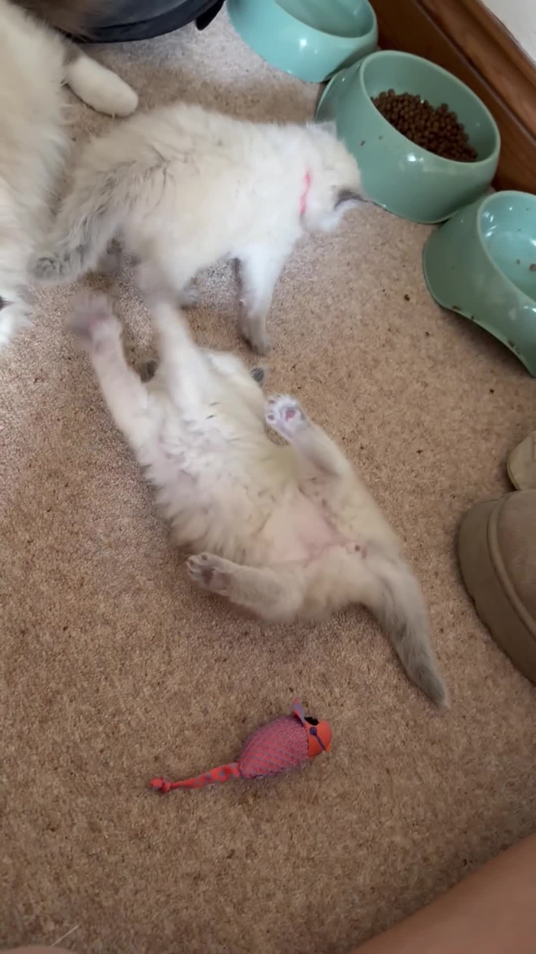 Ragdoll cats for sale: Pure ragdoll kittens  in Bristol - Video 1
