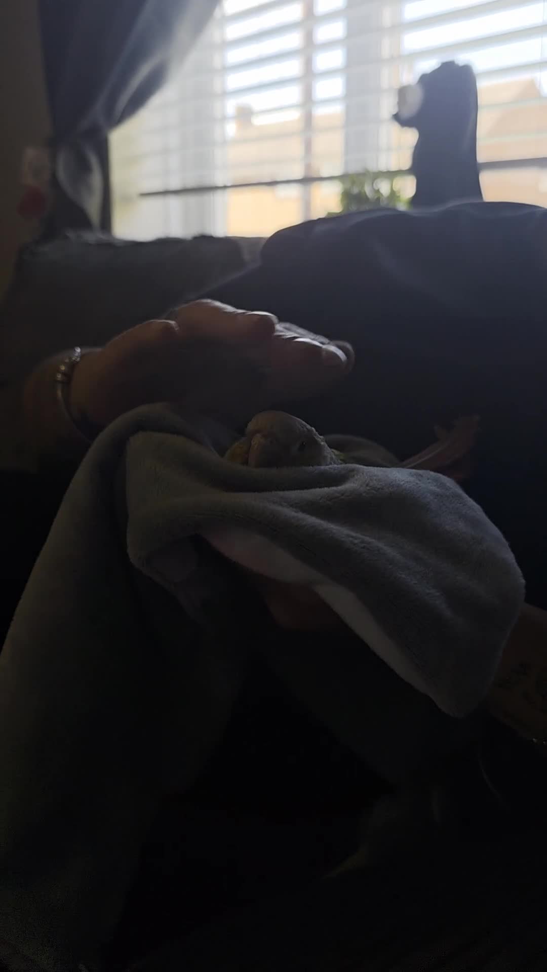 Conures birds for sale: Pineapple conures. Must go together. - Video 2