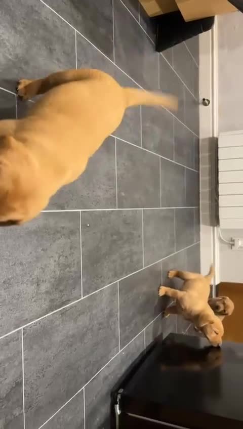 Labrador Retriever dogs for sale: Chunky red lab pups - Video 3