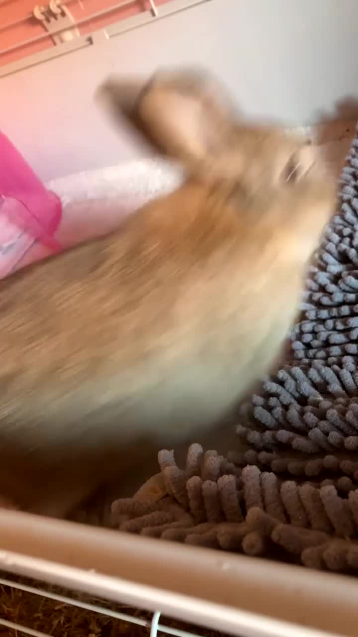 Mixed Breed rabbits for sale: 3 month old boy  - Video 2