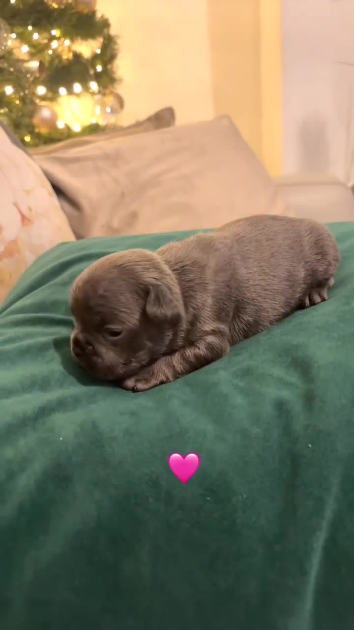 French Bulldog dogs for sale: Litter of French bulldogs  - Video 2