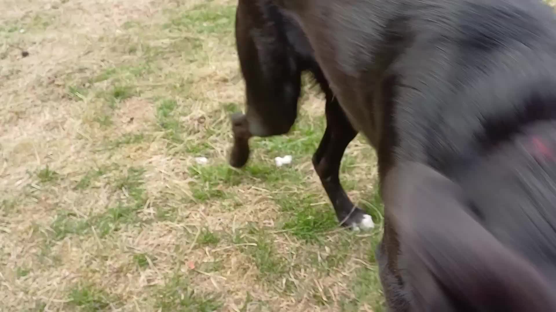 Mixed Breed dogs for adoption: An Adorable Labrador cross Boy - for a Loving Home - Video 3