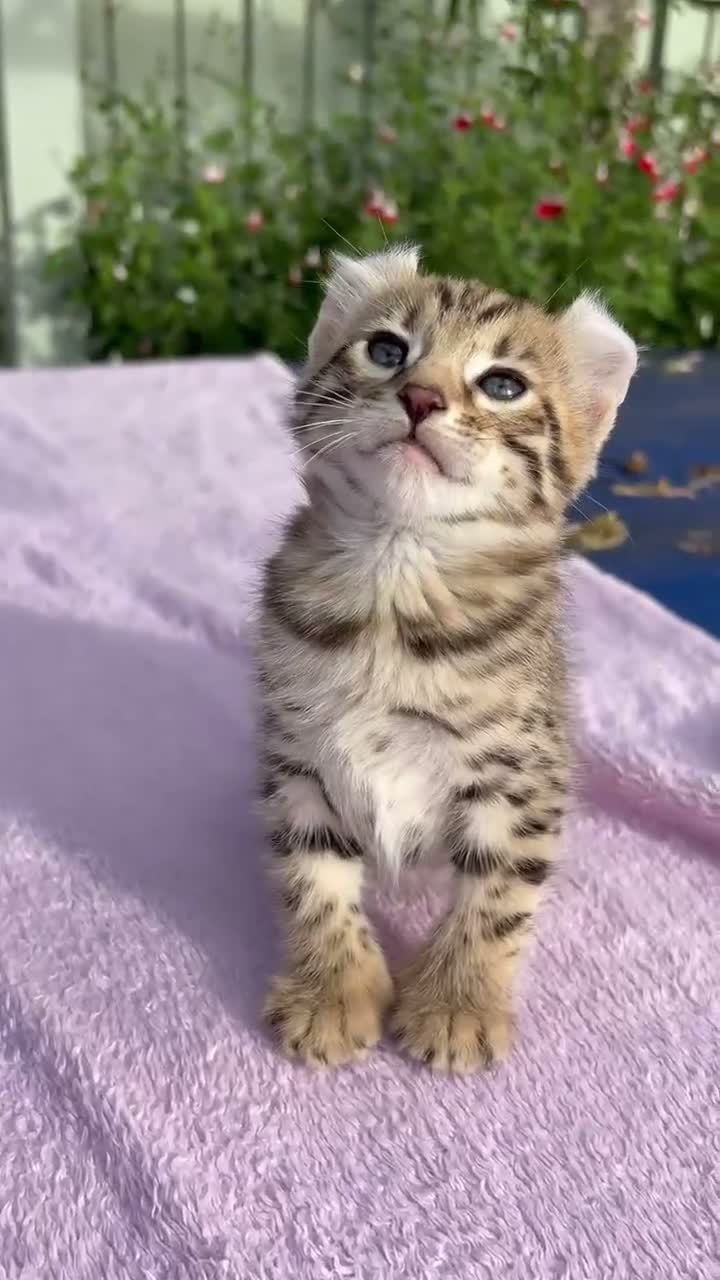 Keetso cats for sale: Stunning wild looking polydactyl curl ear keetsos  - Video 4