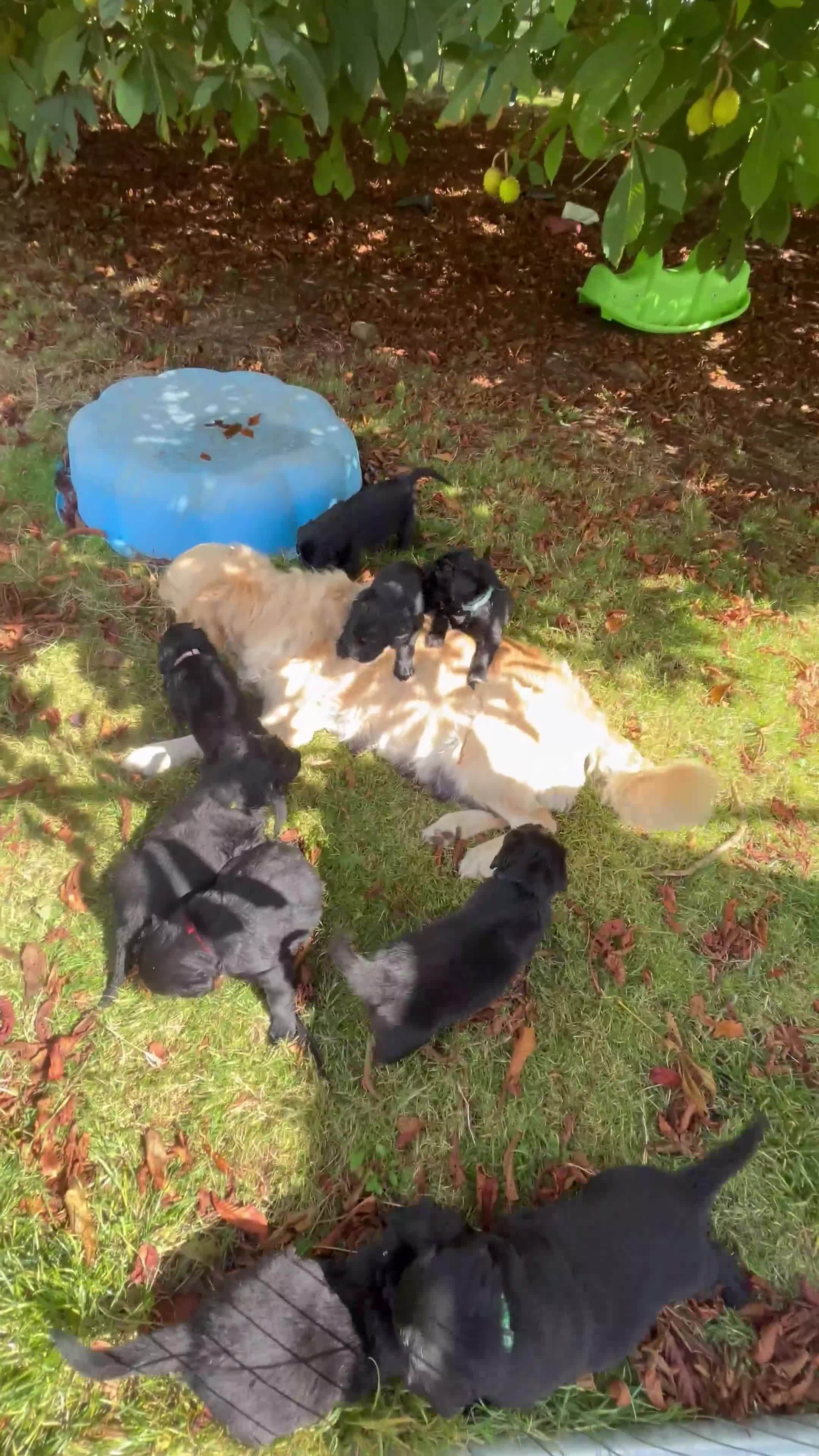 Flat coated Retriever dogs for sale: Flat coated x Golden Retriever puppies - Video 1