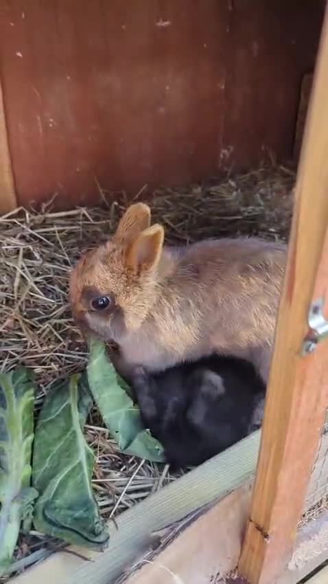 Netherland Dwarf rabbits for sale: Sweet Netherland Dwarf Kits - Video 2
