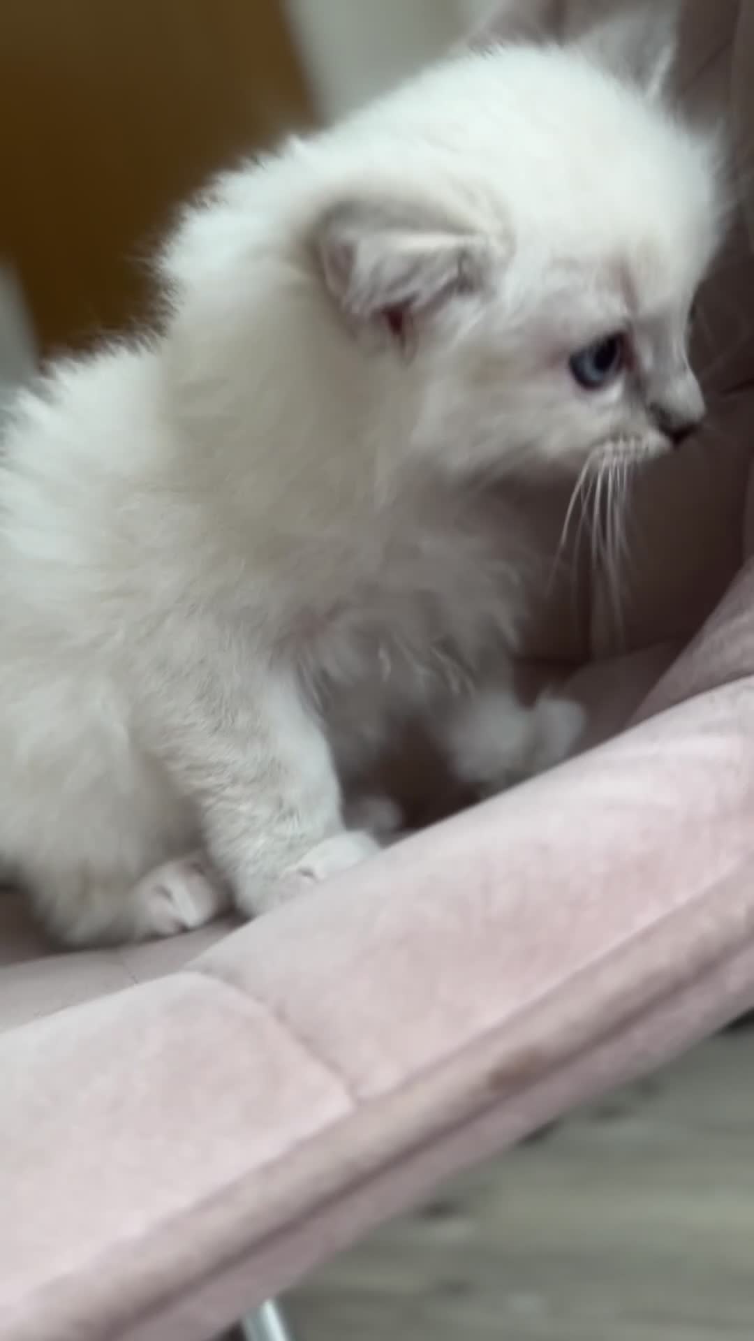 Ragdoll cats for sale: Gorgeous Balls Of Fluff 🥰😻🤗 - Video 3