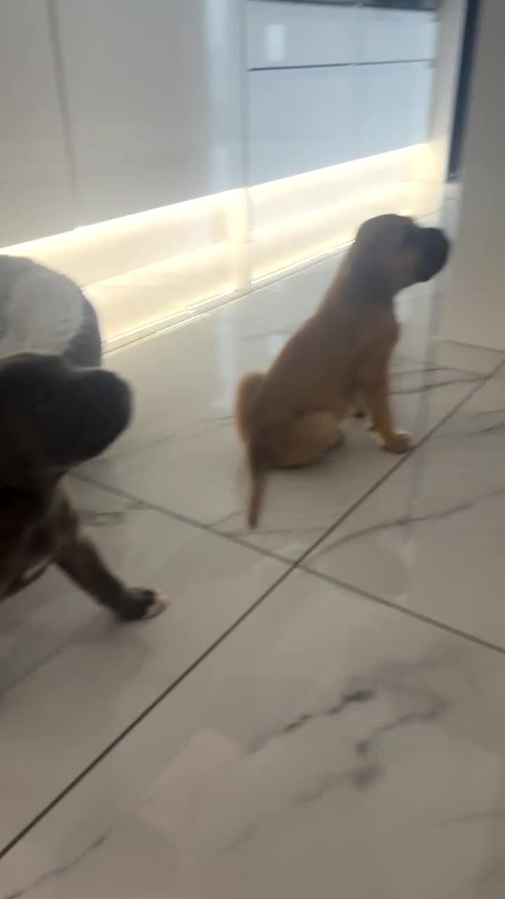 Cane Corso dogs for sale: Cane Corso Puppies 🐶  - Video 5