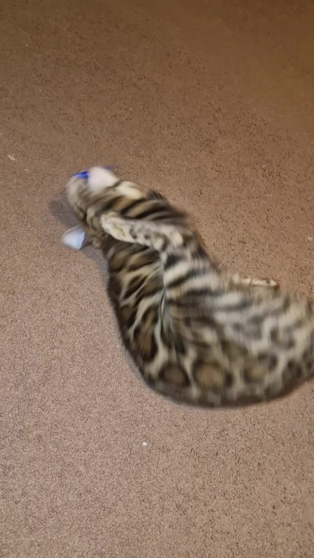 Bengal cats for sale:  🌟 Stunning Bengal Kittens  🌟 🥰🥰 - Video 3