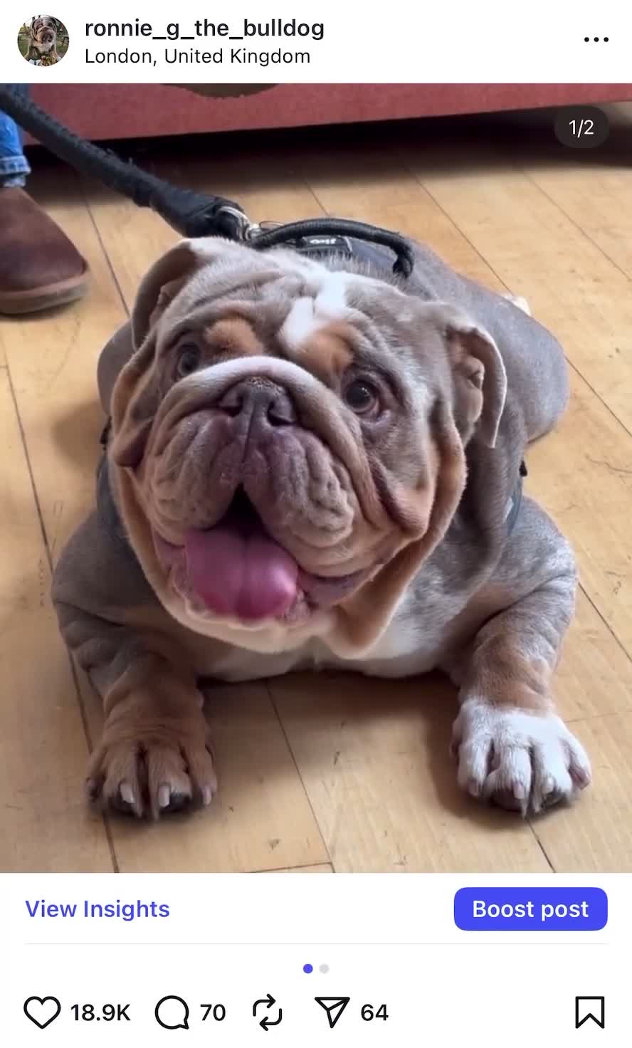 English Bulldog dogs for stud: Ronnie G the ULTIMATE STUD - Video 1